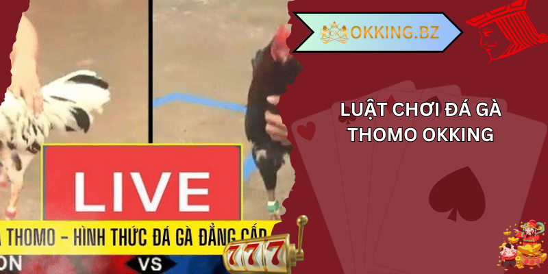  đá gà thomo okking 01