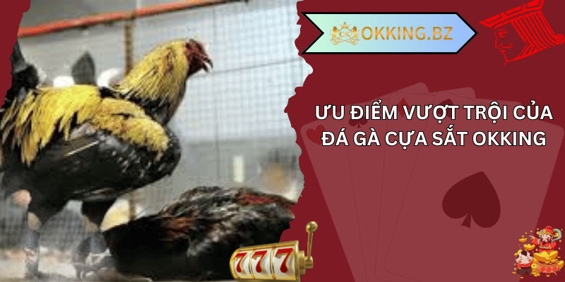 đá gà cựa sắt okking 01